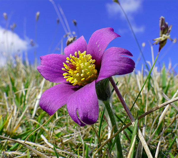 The signature of Pulsatilla pratensis in Creative Homeopathy according to Antonioe Peppler