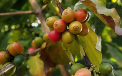 The psychological meaning of Coffea cruda