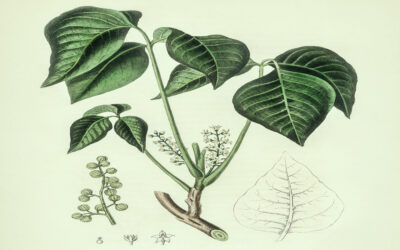 The psychological meaning of Rhus toxicodendron
