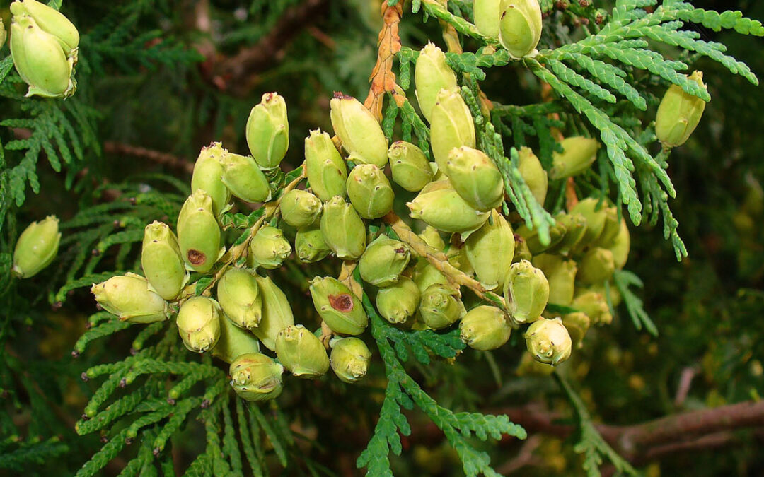 The psychological meaning of Thuja occidentalis