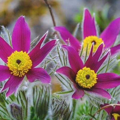 pasque flower ( Pulsatilla pratensis )